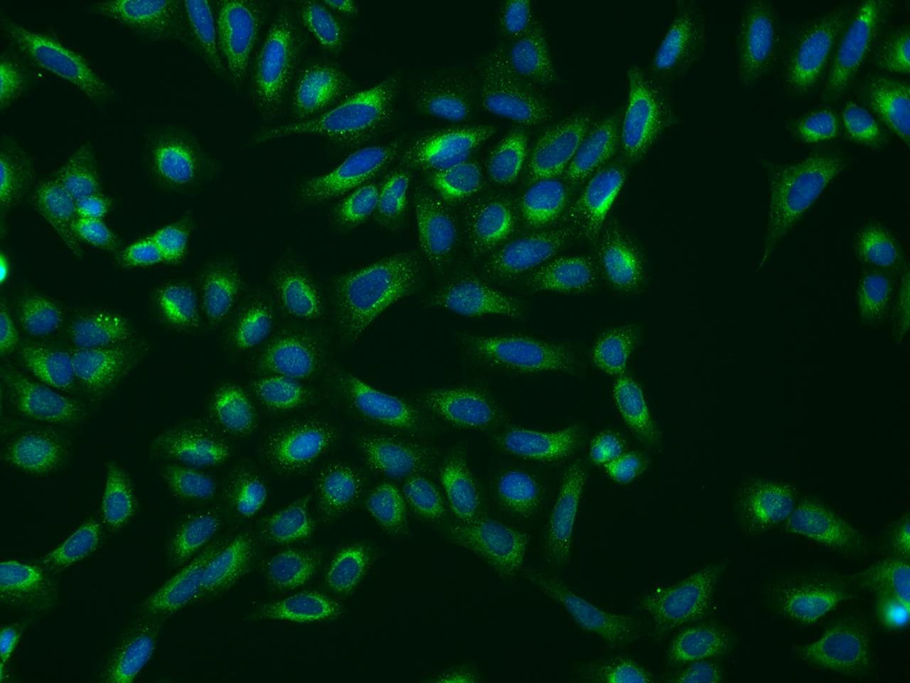 Polyclonal Rabbit anti-Human SHMT / SHMT1 Antibody (IHC, IF)
