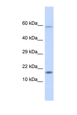 HERC4 Antibody (aa39-76)