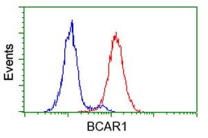 BCAR1 / p130Cas Antibody (clone OTI3A5)