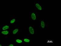 BAZ1B / WSTF Antibody (clone BAZ1H4H9)