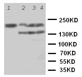 TNR / Tenascin R Antibody (aa104-117)