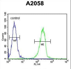 ENTHD1 Antibody (aa169-198)