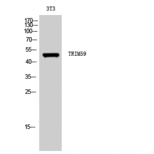 Polyclonal Rabbit anti-Human TRIM59 Antibody (160-240 aa, Internal, IHC, IF, WB)