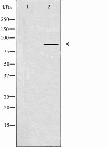CLC-7 / CLCN7 Antibody