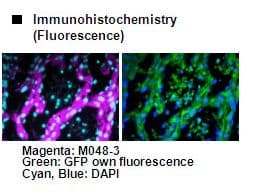 Monoclonal Mouse anti-Mouse GFP Antibody (clone 1E4, IHC, WB)