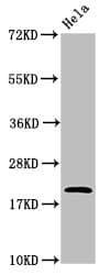 ARF6 Antibody (aa1-175)