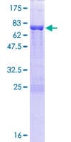 Human DAZAP1 Protein (Recombinant GST)