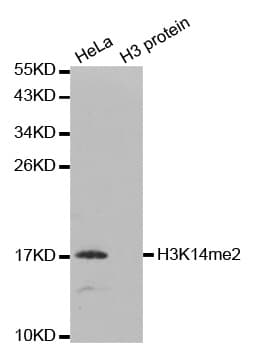 Histone H3 Antibody (Di-Methyl-Lys14)