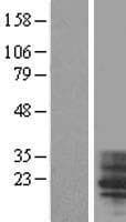 TM4SF4 Protein (Over-Expression Lysate Myc-DDK (Flag))