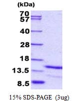 Human GAL / Galanin Protein (Recombinant His)