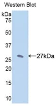 CYP1A2 Antibody (aa2-231)