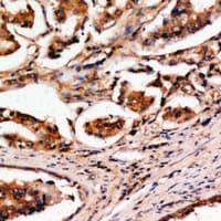MAPKBP1 Antibody