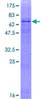 Human FBXW12 Protein (Recombinant GST)
