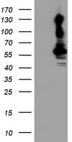 KCNJ3 / GIRK1 Antibody (aa279-501, clone OTI1C5, Carrier-free)