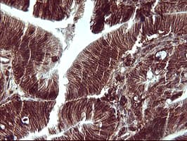CD44 Antibody (clone OTI1D8)