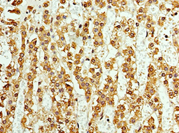 ASNA1 Antibody (aa1-348)