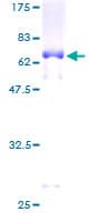 Human SERPINB1 Protein (Recombinant GST)