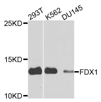 FDX1 / ADX Antibody
