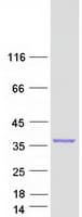 Human GAS2 Protein (Recombinant Myc-DDK (Flag))