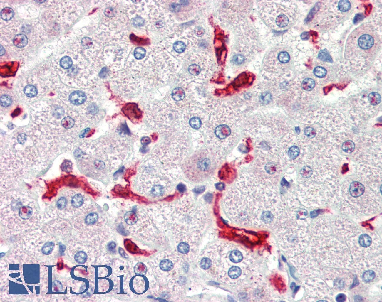 IHC-plus™ HMOX1 / HO-1 Antibody