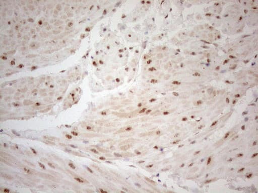 WTAP Antibody (aa2-106, clone OTI12G7, Carrier-free)