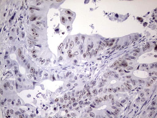 NAB2 Antibody (aa178-442, clone OTI5D7)