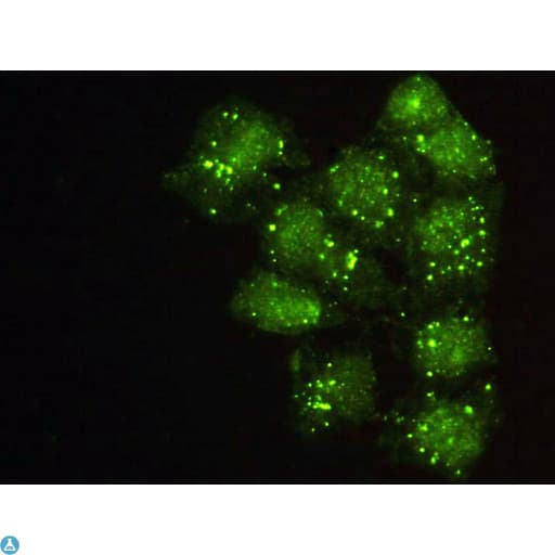 ACTN2 Antibody