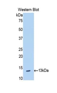 BLC / CXCL13 Antibody (aa23-94)