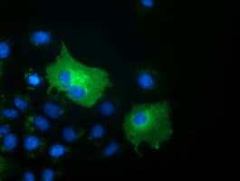 SH3GL1 / EEN Antibody (clone OTI3F8, Carrier-free)