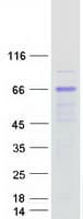 Human KLHDC4 Protein (Recombinant Myc-DDK (Flag))