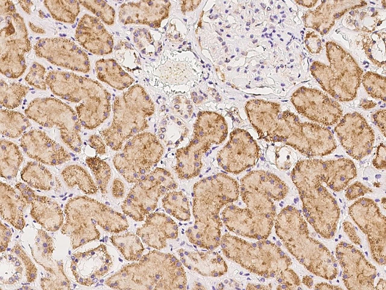 PCMTD2 Antibody
