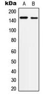 c-Met Antibody (phospho-Tyr1234)