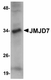 Polyclonal Rabbit anti-Human JMJD7 Antibody (IHC, IF, WB)