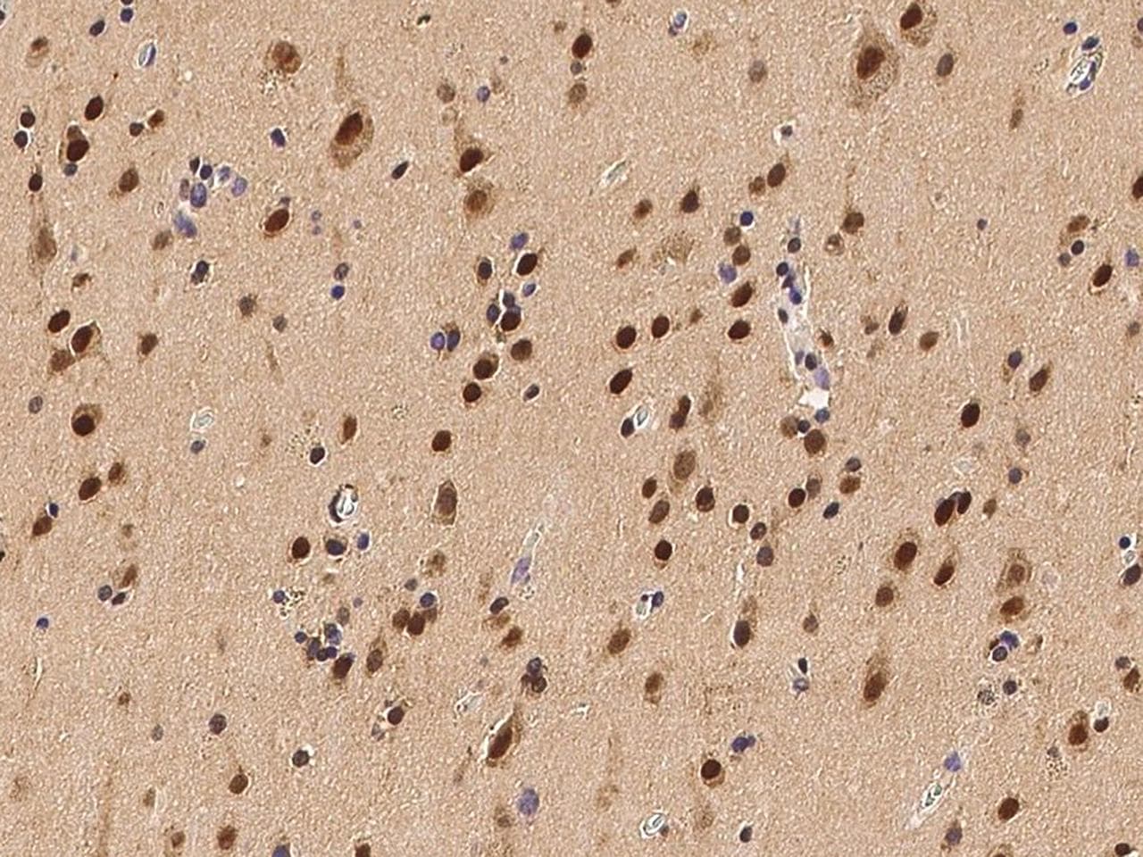 INIP / C9orf80 Antibody