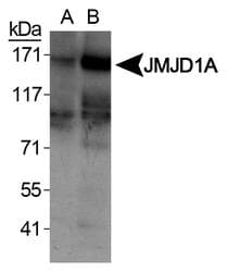 KDM3A / JMJD1A Antibody (aa250-400)