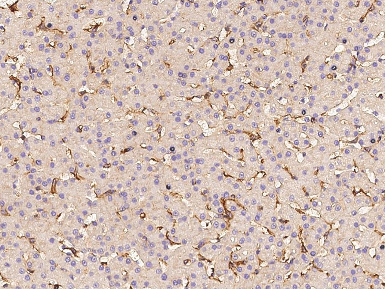 CD14 Antibody (clone 19, Preservative Free)