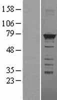 HNRPM / HNRNPM Protein (Over-Expression Lysate Myc-DDK (Flag))