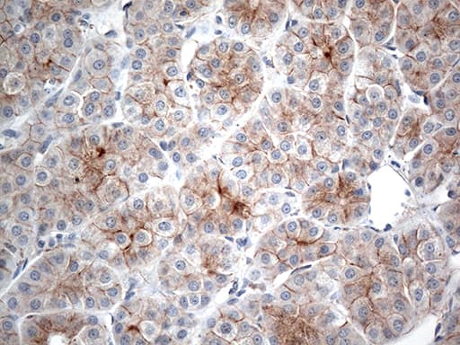 CRF2-12 / IL28RA Antibody (aa21-228, clone OTI3F5)