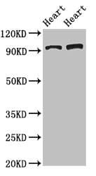 GPAM Antibody