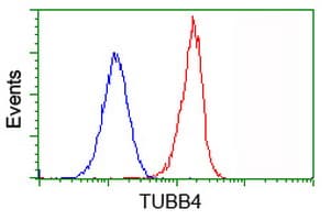 IHC-plus™ Monoclonal Mouse anti-Human TUBB4 / Tubulin Beta 4 Antibody (clone 6C2, IHC, IF, WB)