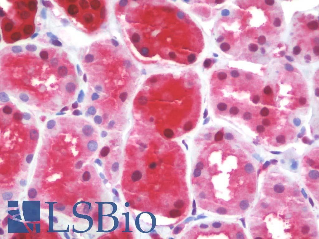 IHC-plus™ GSTP1 / GST Pi Antibody