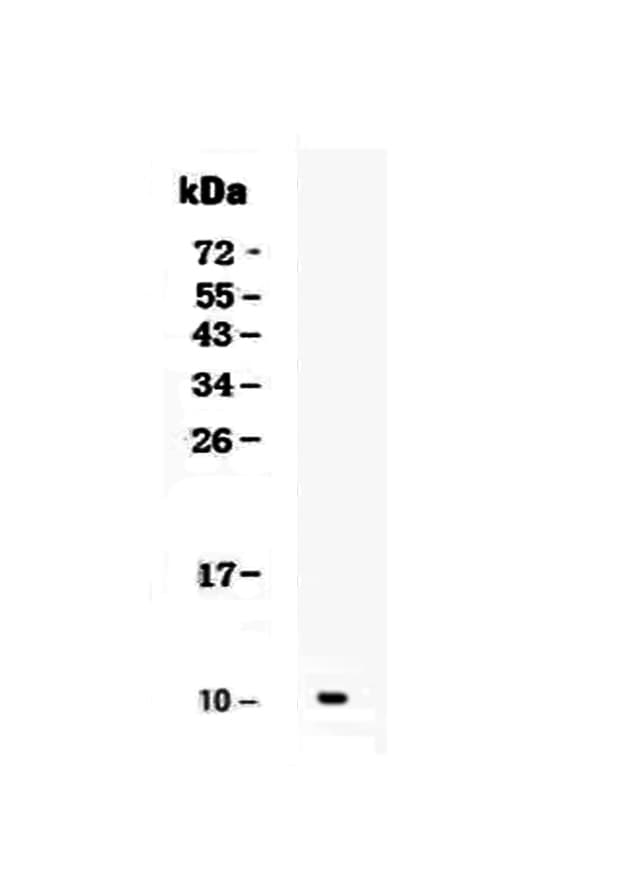 CXCL1 / GRO Alpha Antibody