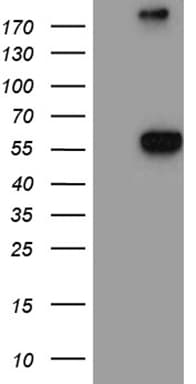 NAGA Antibody (clone OTI7F1, Carrier-free)