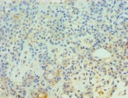 APC6 / CDC16 Antibody (aa371-620)