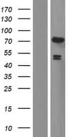Human EXD2 Protein (Over-Expression Lysate Myc-DDK (Flag))