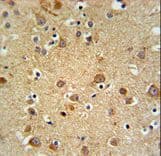GMFG Antibody (aa101-131)