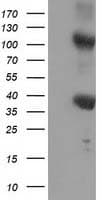 ZFP36 / Tristetraprolin Antibody (clone OTI4E1, Carrier-free)