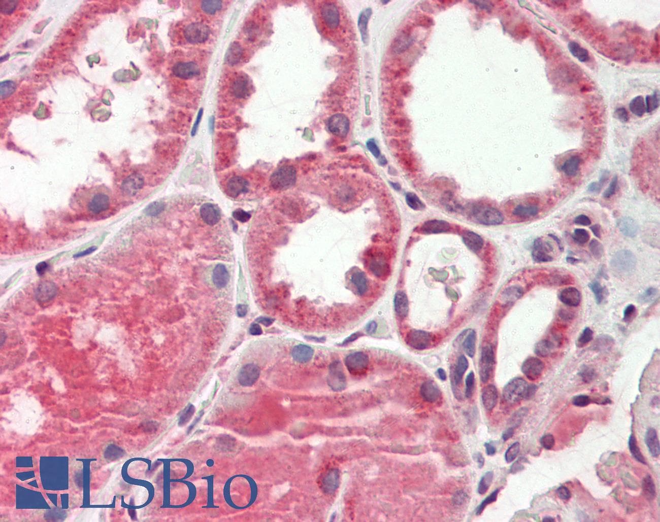 AK4 / Adenylate Kinase 4 Antibody (N-Terminus)