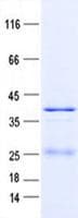 Human NDUFA9 Protein (Recombinant His, N-Terminal)