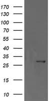 Monoclonal Mouse anti-Human KLK8 / Kallikrein 8 Antibody (clone OTI14G10, IF, WB)